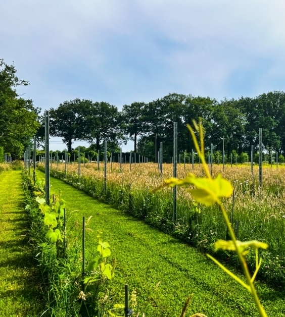 Wijngaard Domein Weynhoven